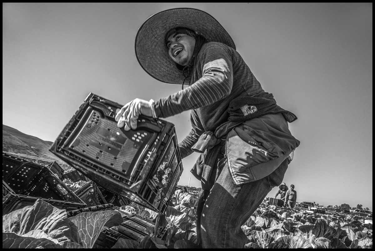 Jose throws boxes into the row, working ahead of the packers.