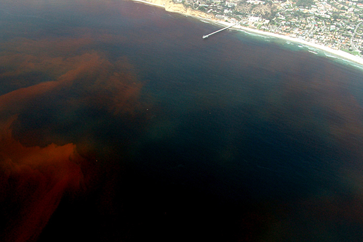 Red Tide caused by Dinoflagellates off the Scripps Institution of Oceanography Pier, La Jolla California. (Public domain photo by P. Alejandro Díaz and Ginny Velasquez)