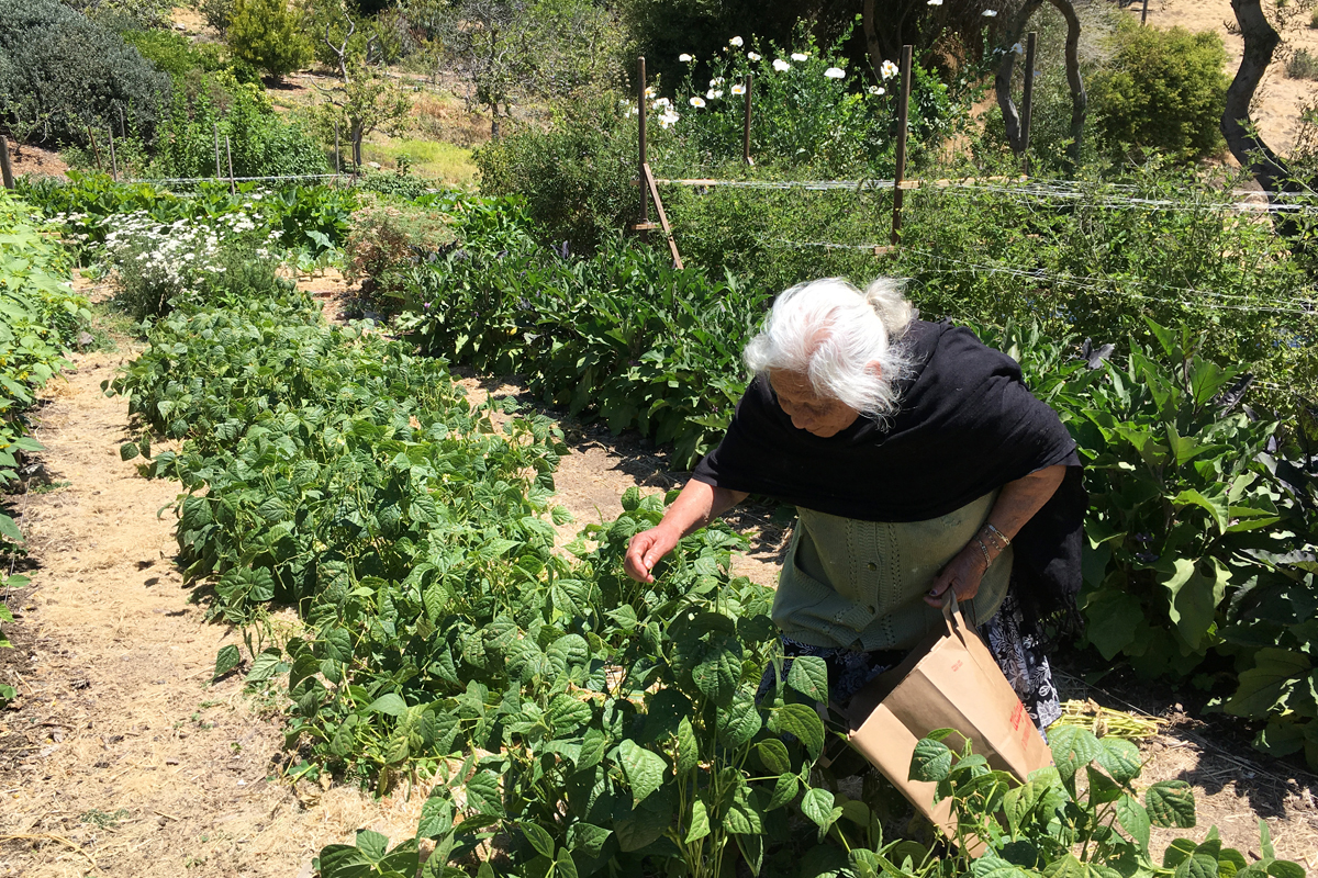 Maria harvesting at Alemany Farm. (Photo by Jason Mark)