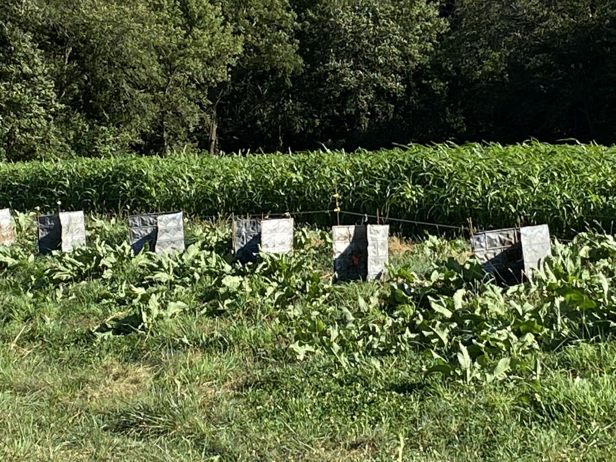 Experimental plantings in the lower-field permaculture forest, with sorghum grasses in the background.