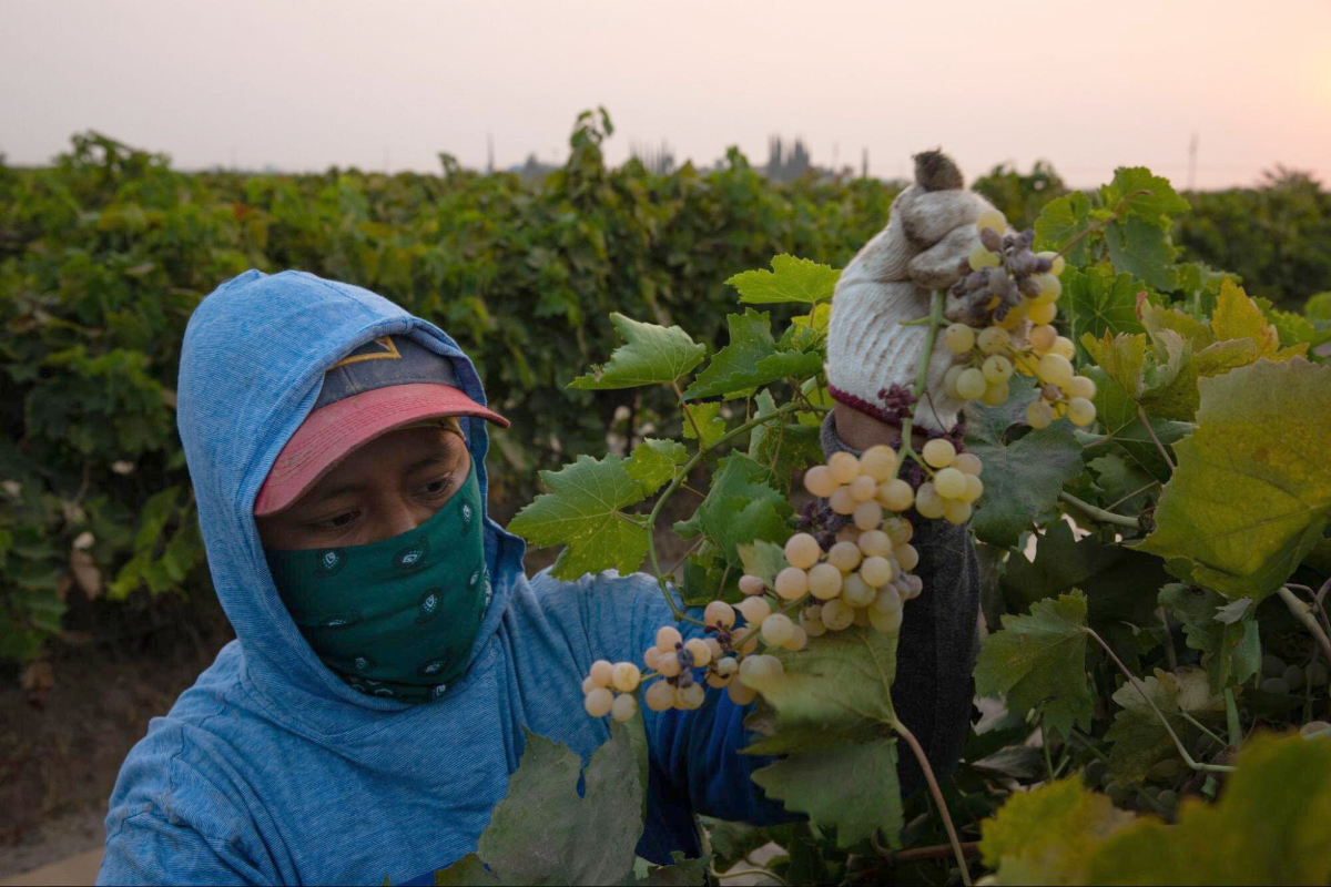 Early in the morning, Silvia Garcia develops a rhythm to quickly and most efficiently pick each grape branch before temperatures reach the high 90s. (Photo credit: Zaydee Sanchez)