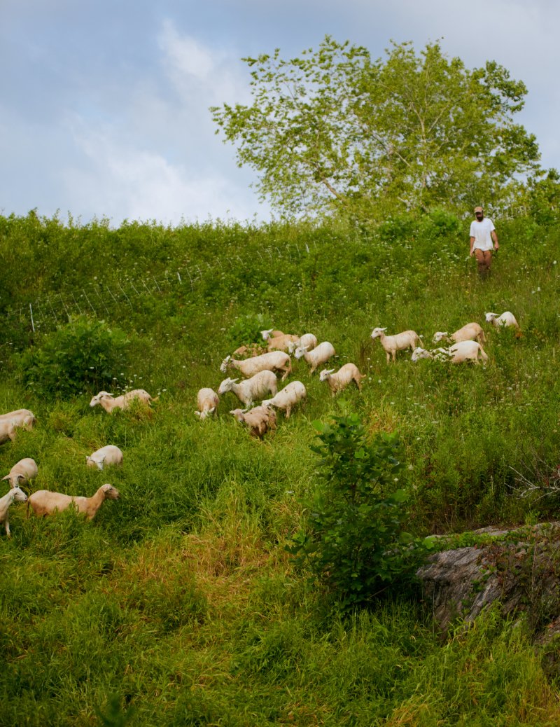 Michael RiCharde herding sheep down a slope on Good Wheel Farm in North Carolina, part of the Carbon Harvest carbon market. (Photo courtesy of Good Wheel Farm)
