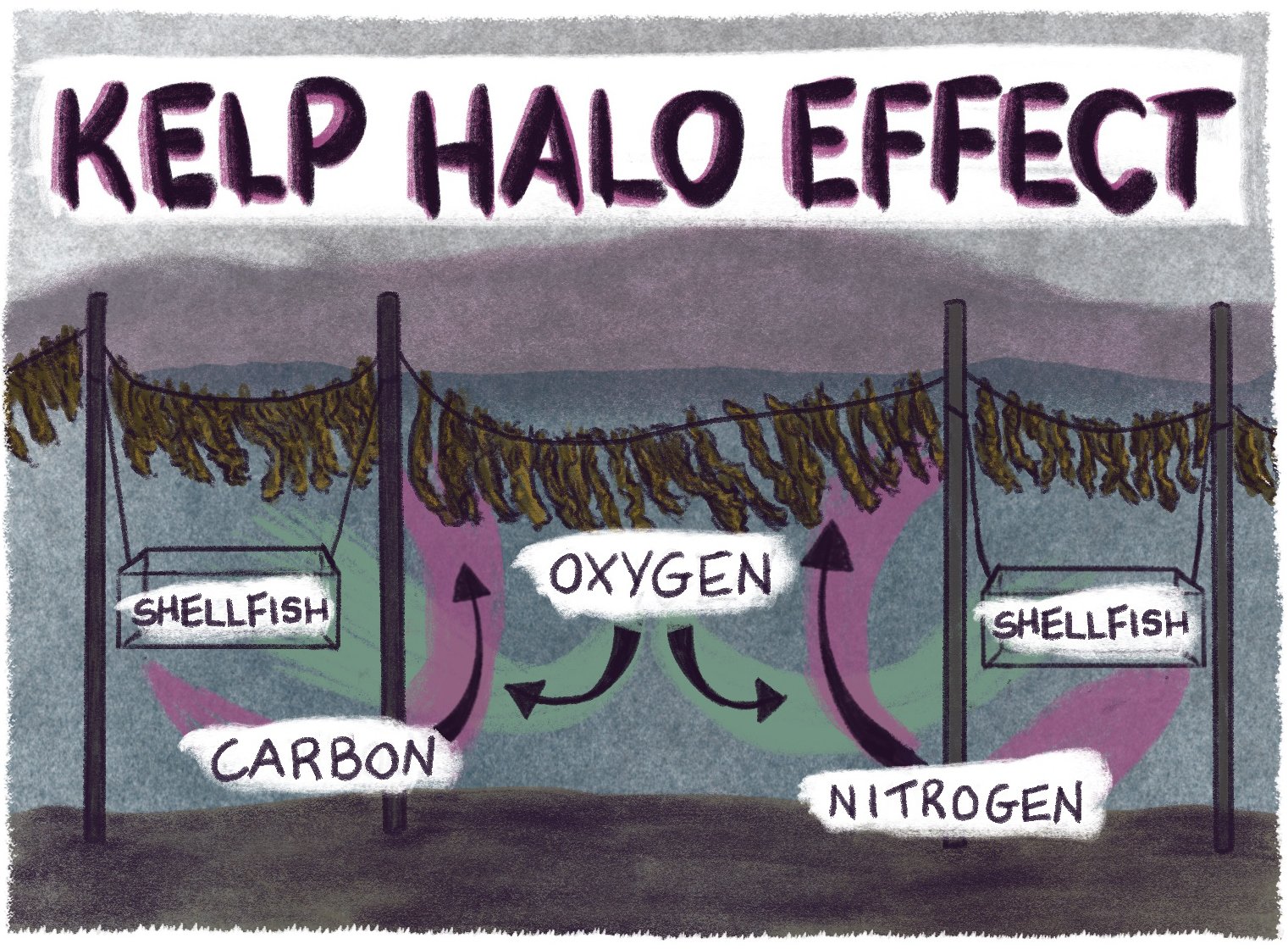 an illustration showing the kelp halo effect, how it can absorb carbon and nitrogen and release oxygen to support shellfish growth. (Illustration credit: Nhatt Nichols)