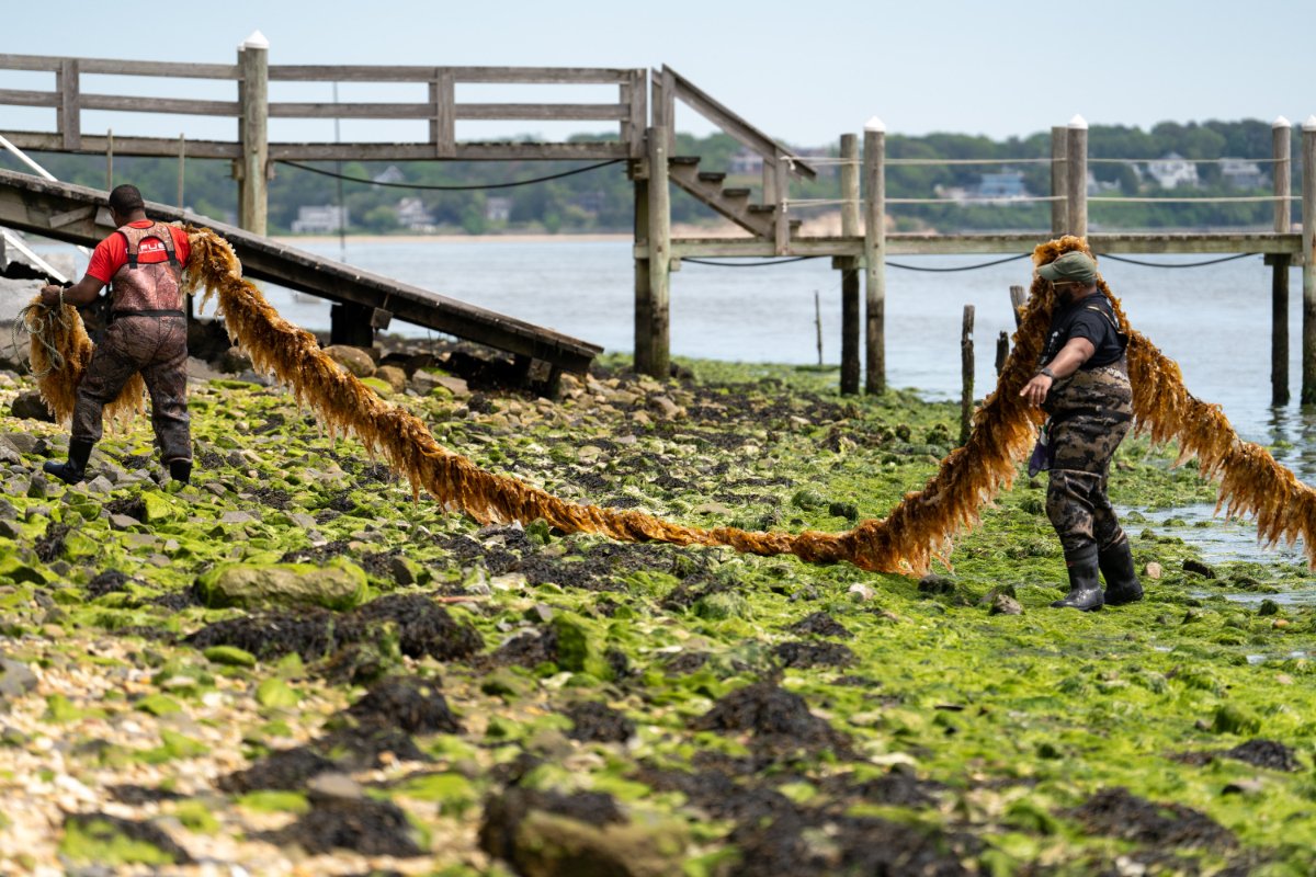 Volunteers help to hand-harvest the Shinnecock Kelp Farmers 2023-2024 sugar kelp haul on New York’s Shinnecock Bay. (Photo credit: Rebecca Phoenix)