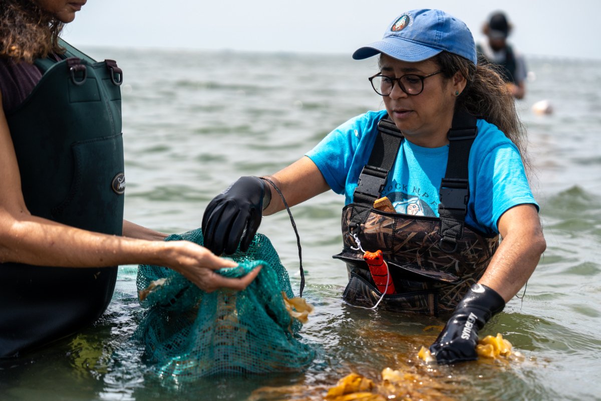 Danielle Hopson Begun hand-harvesting kelp in New York's Shinnecock Bay. (Photo credit: Rebecca Phoenix)