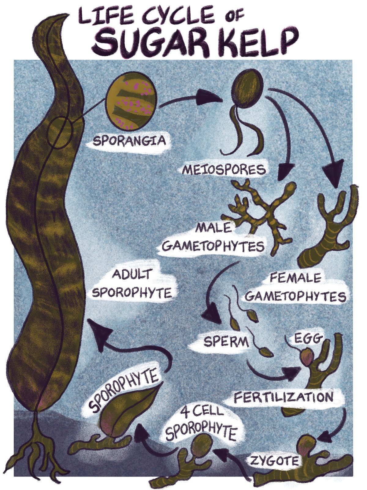 An illustration of the life cycle of sugar kelp, showing how it grows and develops over time. (illustration credit: Nhatt Nichols)