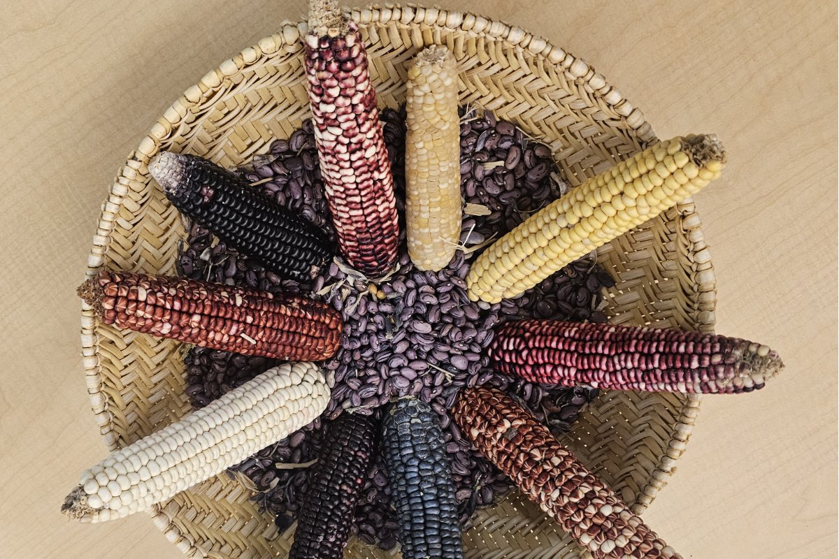a basket holding colorful corn on the cobs