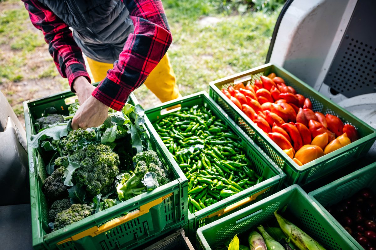 A farmer loads vegetables into his van to deliver from his farm to a farmers' market. (Photo credit: Tom Werner, Getty Images)