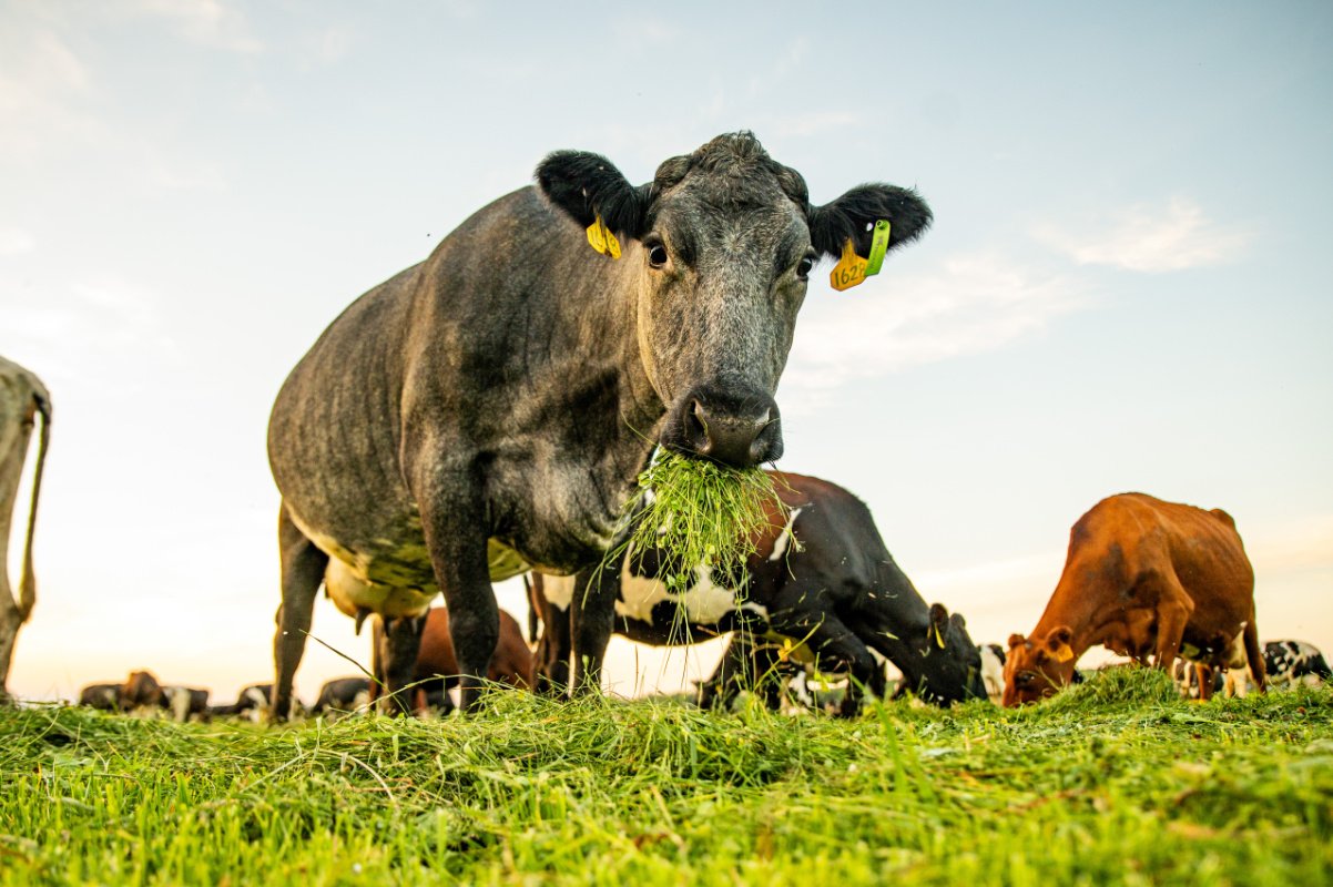 a cow with some grass in her mouth looks at the camera on a dairy farm filled with grass fields