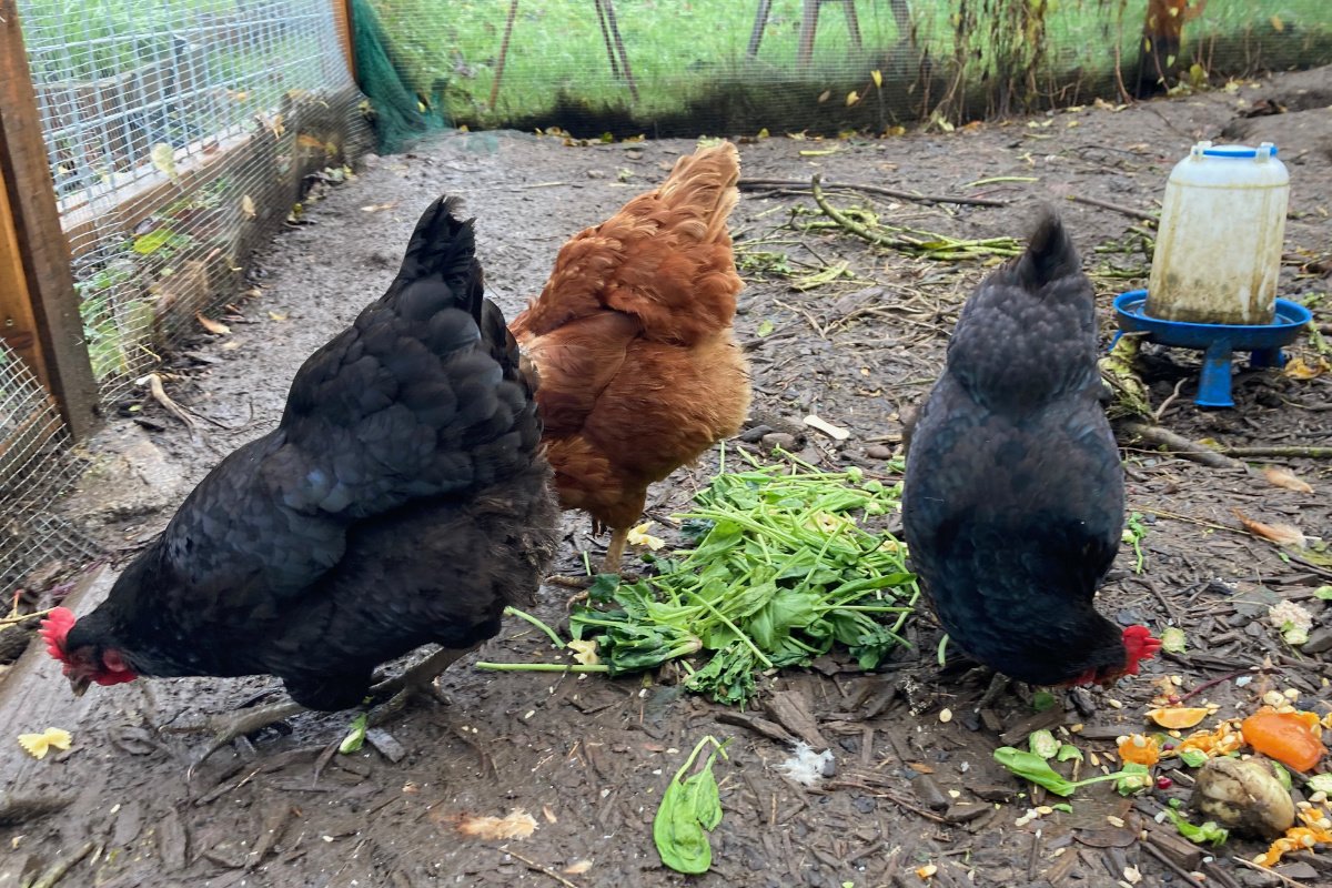 two black chickens and a brown chicken peck at produce in a backyard area