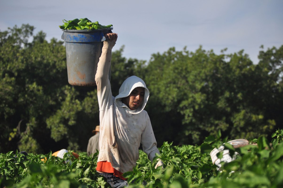 Farmworkers harvesting peppers in New Mexico. (Photo credit: Joseph Sorrentino, Getty Images)