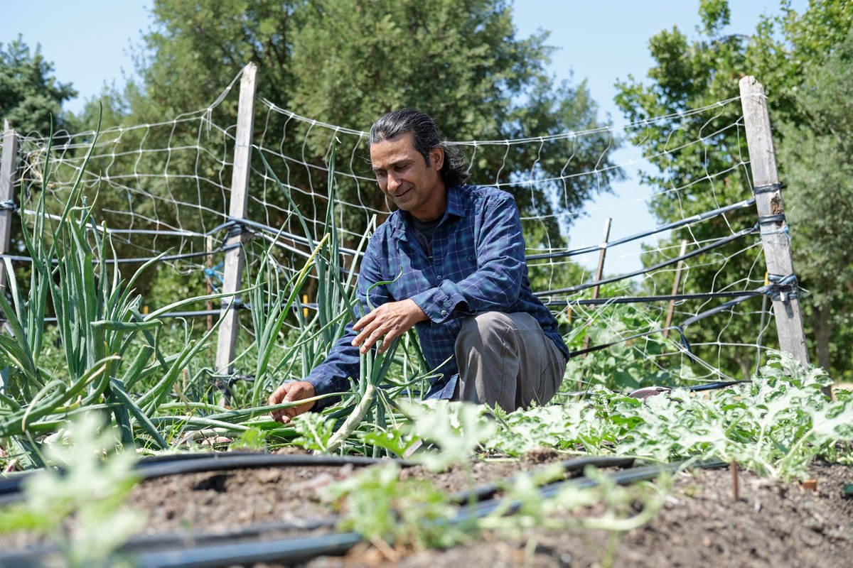 Ram Khatiwoda, farm coordinator at the International Rescue Committee's New Roots farm in West Sacramento, tends to a row of onions this year at the farm. (Photo credit: Caleb Hampton)