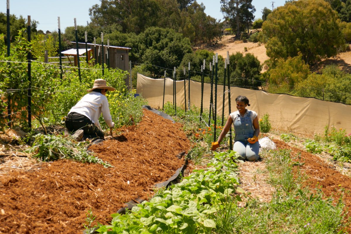 Volunteers Noelle Romero (left) and Corinne Smith (right) pull weeds around a row of baby tomato plants and talk about their own gardening ventures during a community work day at the Agroecology Commons farm. (Photo credit: Riley Ramirez)