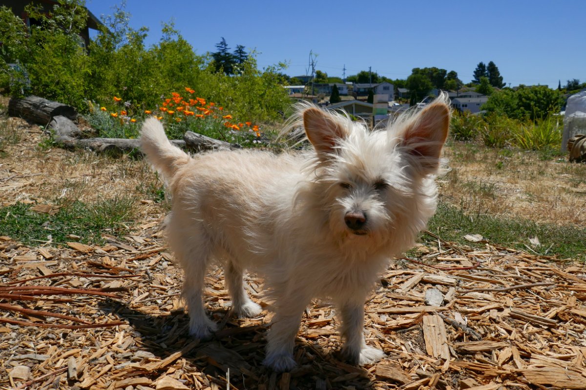 Former street dog turned farm dog, Guistino, also known as “Goose,” spends his days adventuring around the Agroecology Commons farm in El Sobrante, California. From accompanying his owner Leah Atwood across the grounds, to hanging out with goats, to causing mischief in the thick brush nearby, Goose brings no shortage of entertainment for the Agroecology Commons team. (Photo credit: Riley Ramirez)