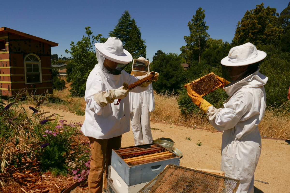 On a Wednesday morning, Brooke Porter (left) and volunteers Zoe Meraz (right) and Noelle Romero (center) inspect the frames heavy with honey for the queen bee, making sure that the hives are healthy with enough space for working. Agroecology Commons regularly hosts community work days, where volunteers can come to the farm to learn about and practice urban farming. (Photo credit: Riley Ramirez)