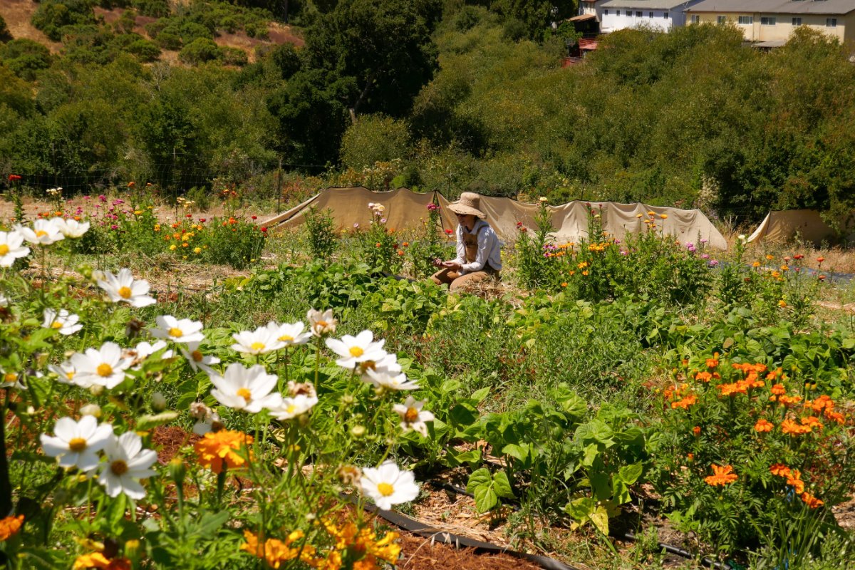 Among produce such as tomatoes and onions, Agroecology Commons grows an array of native flowers on the farm. In the distance, Brooke Porter talks to volunteers as they conduct routine weed maintenance between the rows of plants. (Photo credit: Riley Ramirez)