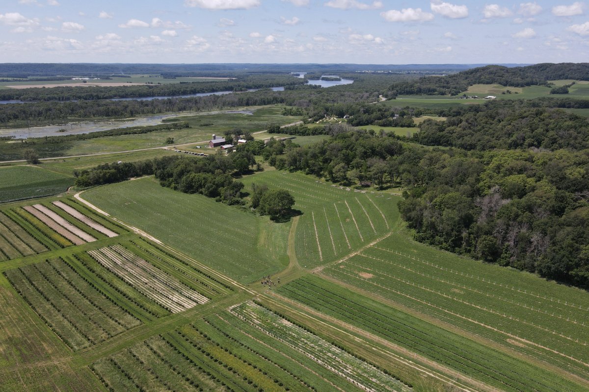Alley cropping at an agroforestry farm on the Wisconsin River. (Photo courtesy of the Savanna Institute)