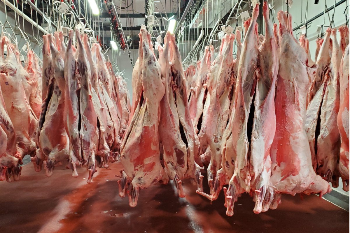 inside a slaughterhouse with hundreds of slayed lambs hanging from hooks