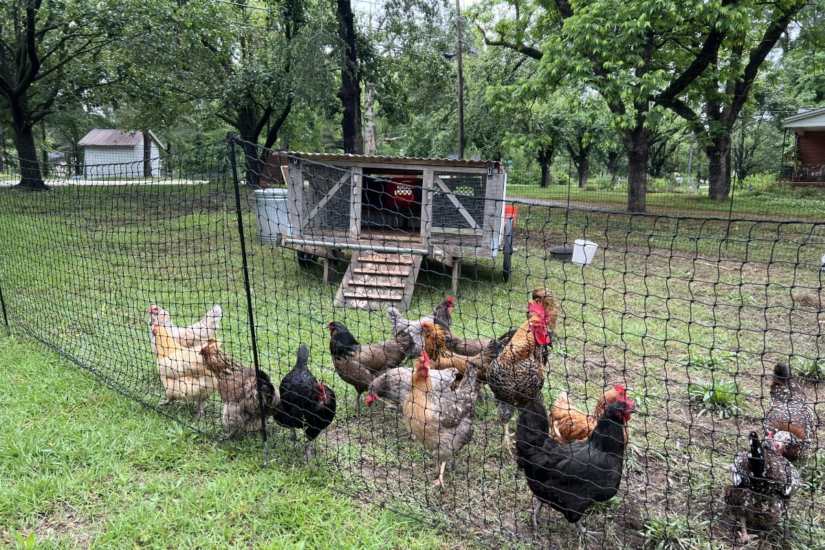 At Hawk’s Nest Healing Gardens, chickens live in a mobile coop that the farmers rotate across the property, enhance soil health with the droppings. May 2025. (Photo credit: Nicole J. Caruth)
