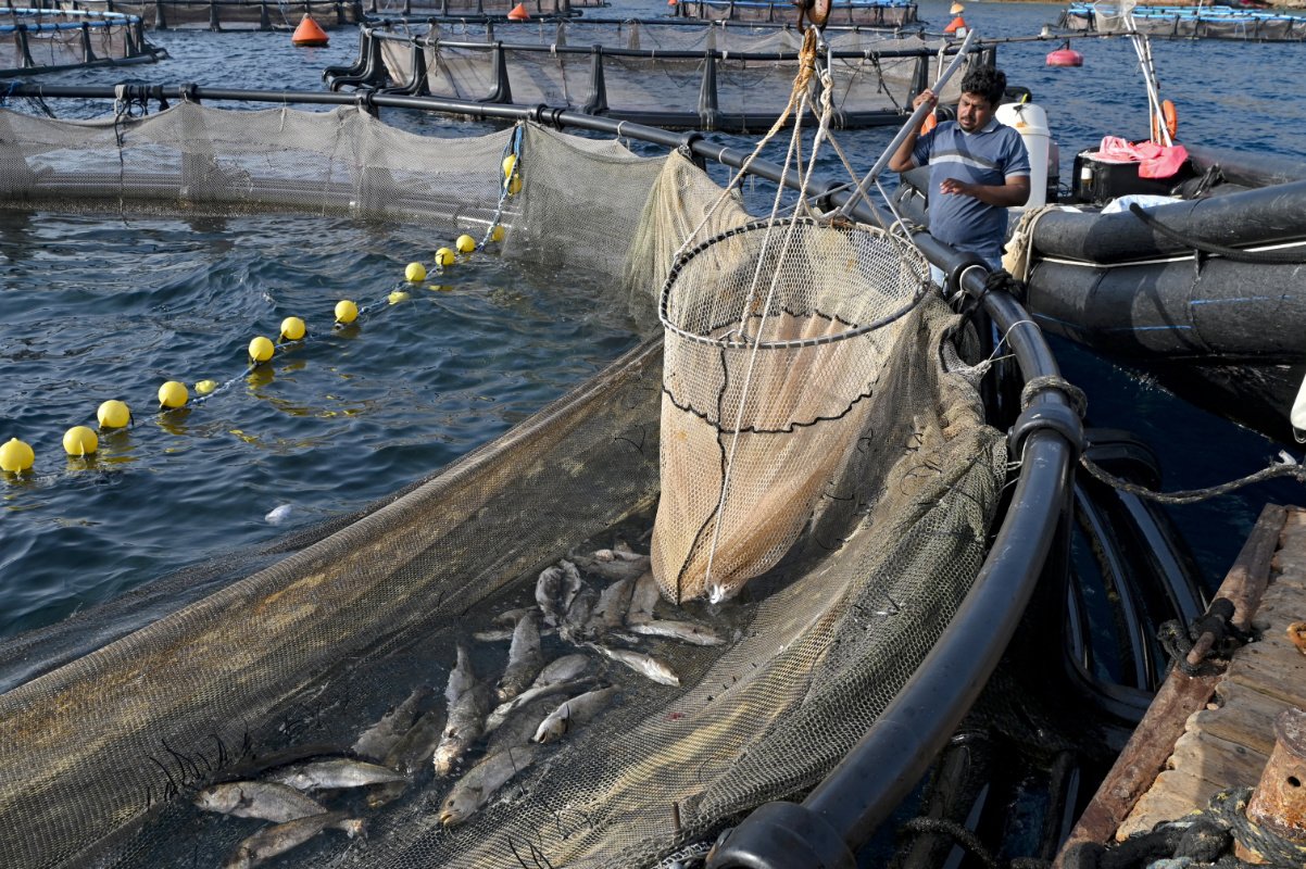 a fishing pen where a worker is using a large net for farmed salmon