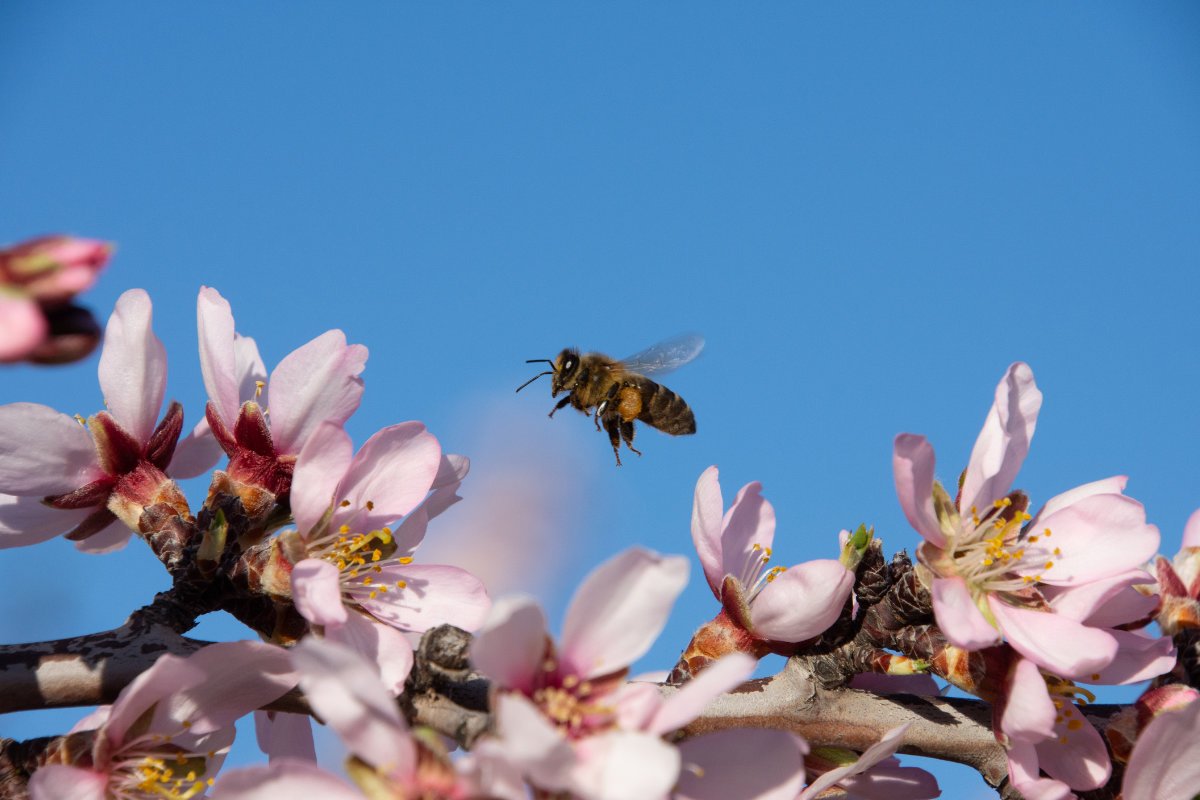 Bee researchers worry that federal funding cuts jeopardize monitoring of these critical pollinators.