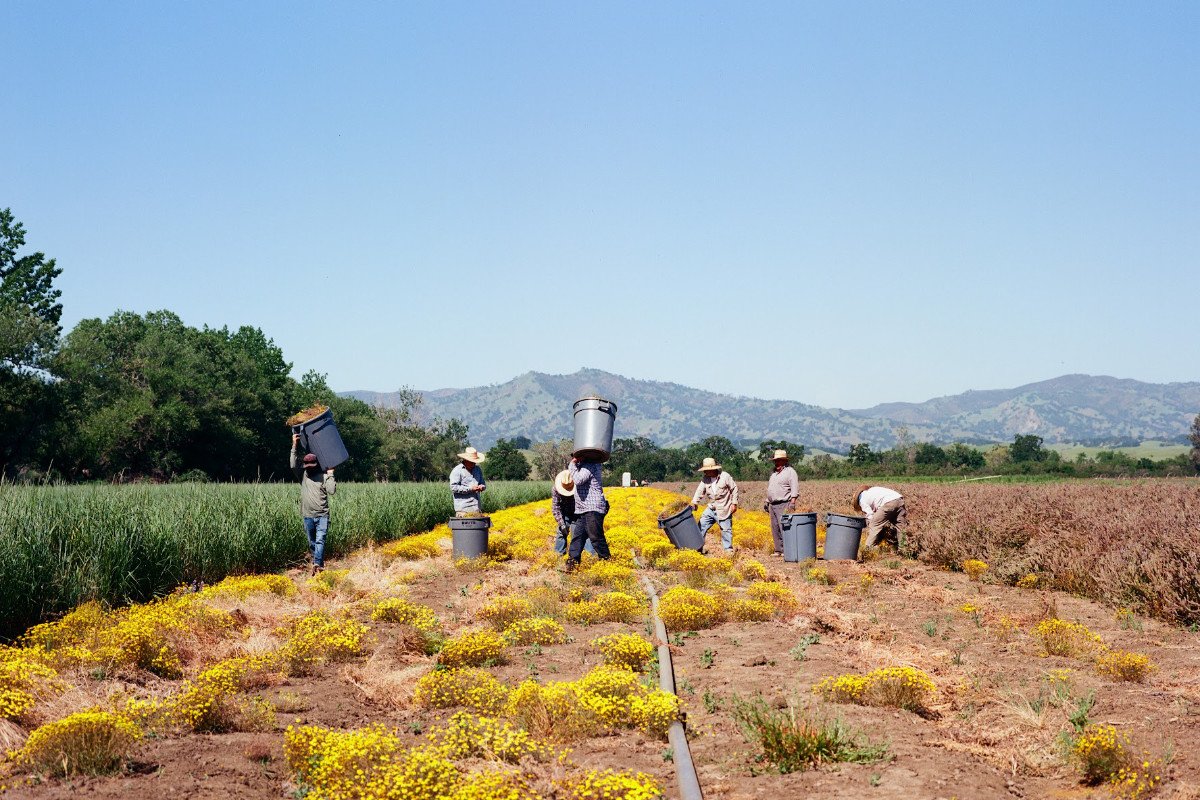 a film photo of a A crew at Hedgerow Farms hand harvests Lasthenia californica in Winters, CA.