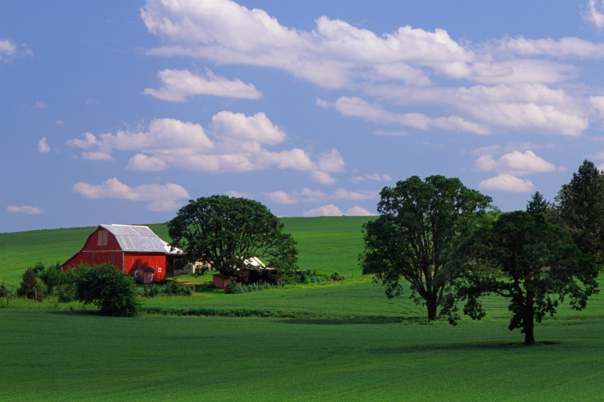 Agritourism. A wheat farm near Gaston, Oregon. (Getty Images)