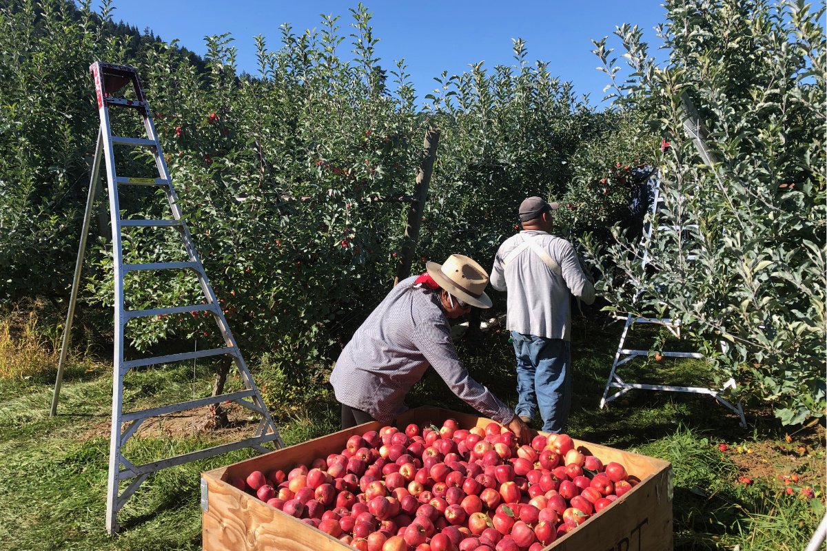 An apple harvest at McCarthy Family Farm, a fourth-generation farm that produces fruit, flowers, and other products. (Photo courtesy of Mike McCarthy)