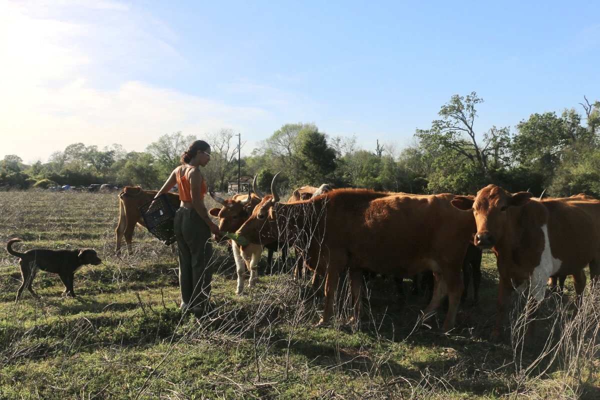 A Black woman farmer wearing an orange tank top and khaki pants walks through a field of farmland with brown cows in the background