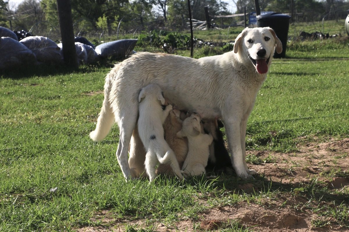 A white labrador dog standing on grass with white puppies nursing
