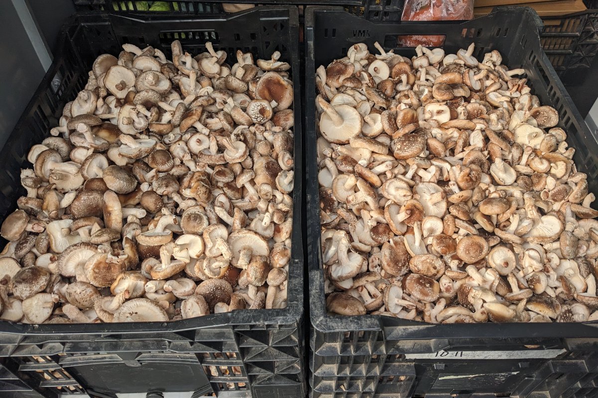 Boxes of shiitake mushrooms that Mycality Mushrooms donated to survivors of the 2022 earthquakes. (Photo credit: Megan Kenney)