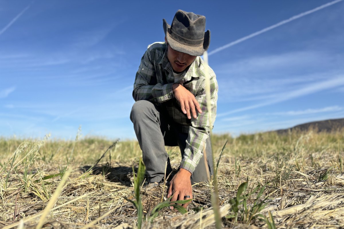 Oatman Flats Ranch farm manager Yadi Wang kneels in a field of cover crops planted during fallow periods to help restore soil health and reduce erosion. (Photo Credit: Samuel Gilbert)