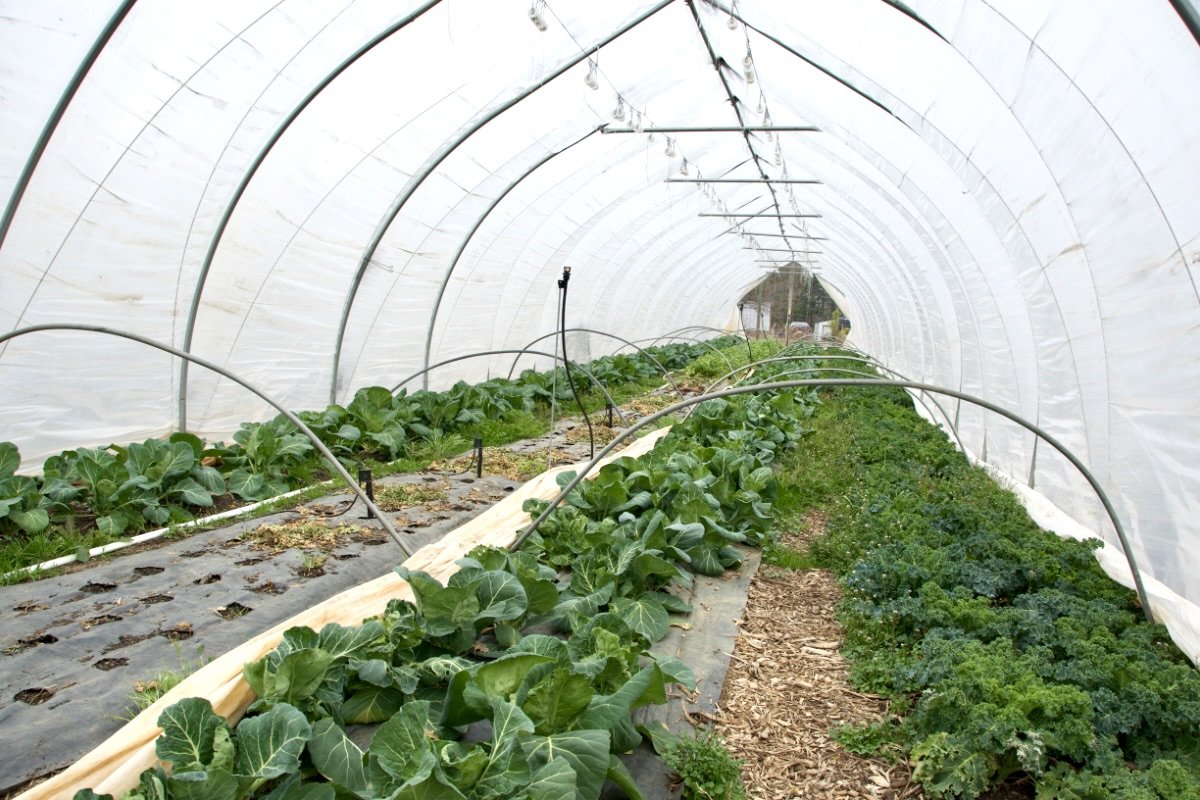 Sankofa Farms hoop house - Christina Cooke filled with greens growing inside