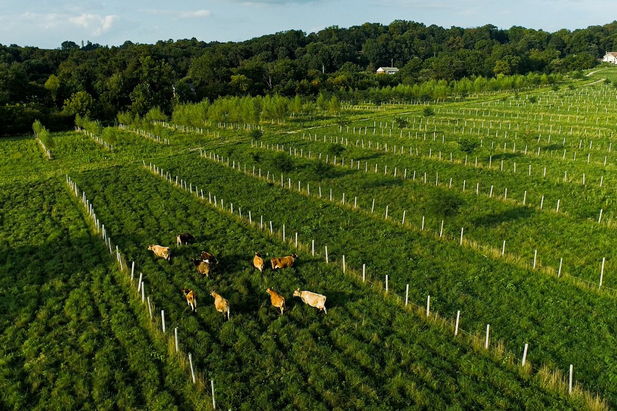 lush green trees on a rows of farmland with brown and black and white cows in a bunch in one area grazing on food