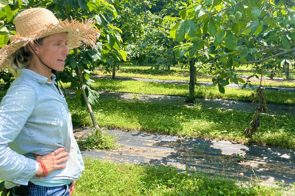 Elisa Lane in her 200-tree pawpaw orchard. “I’ve heard people say that farmers are on the frontlines of climate change,” she said. “Someone smarter than me said that, but it’s true.”