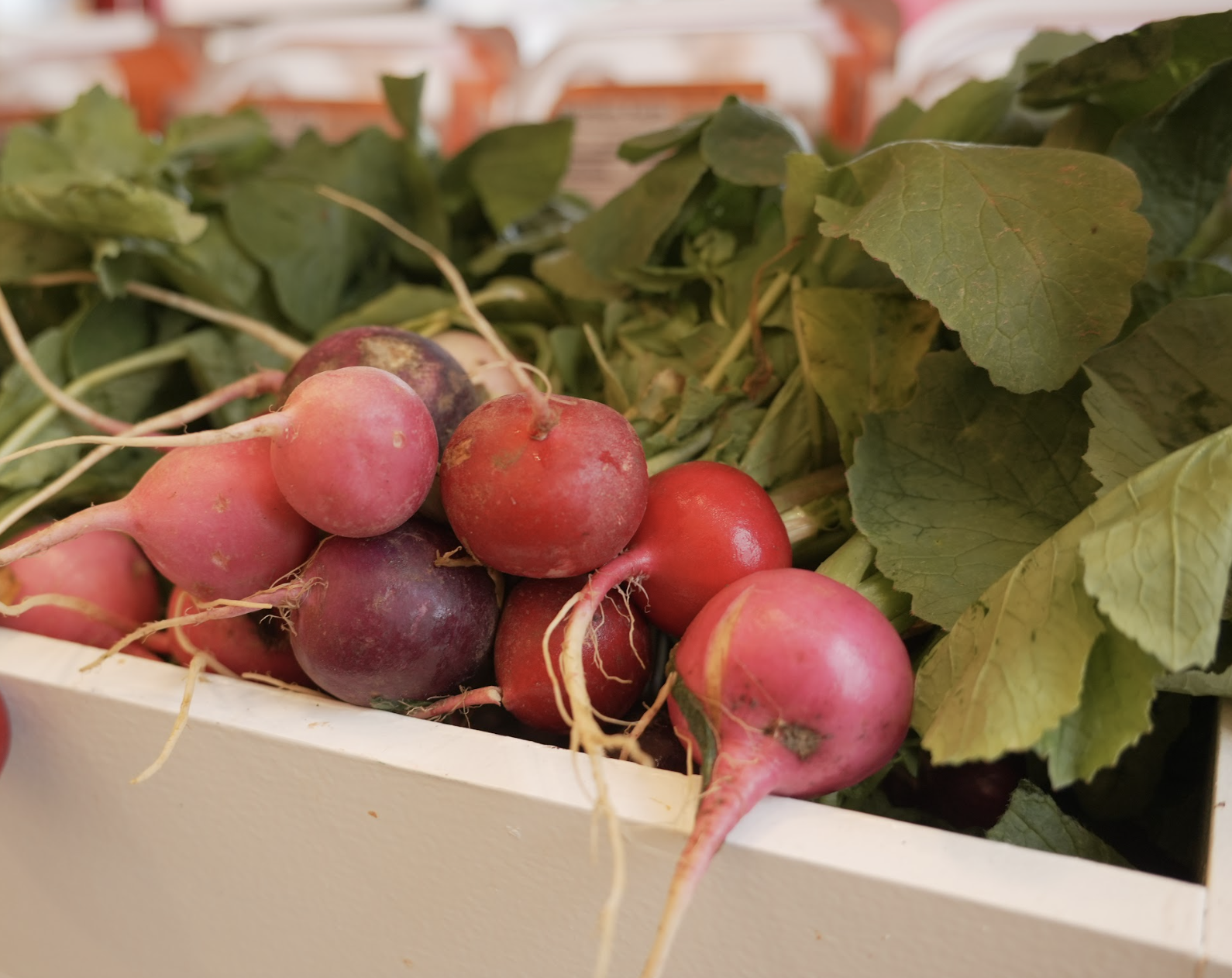 radishes at Pratt Free Market